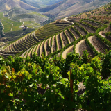 Wine Tasting Tour in Alcobaça